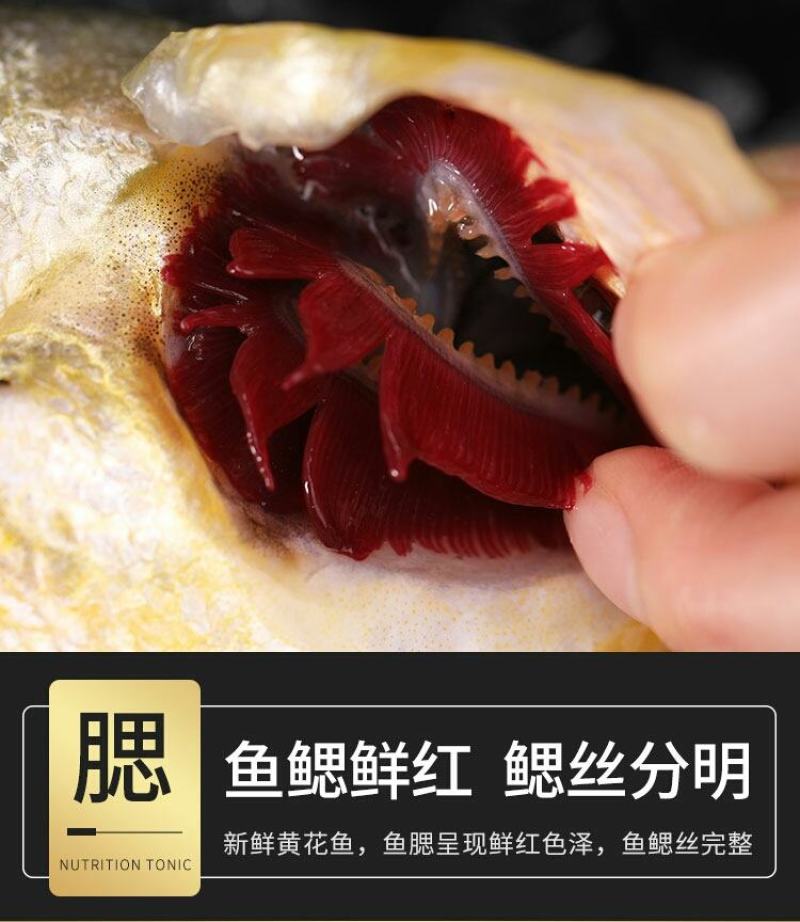 大黄花鱼，体大身胖，可试吃包邮，可批发一件包邮