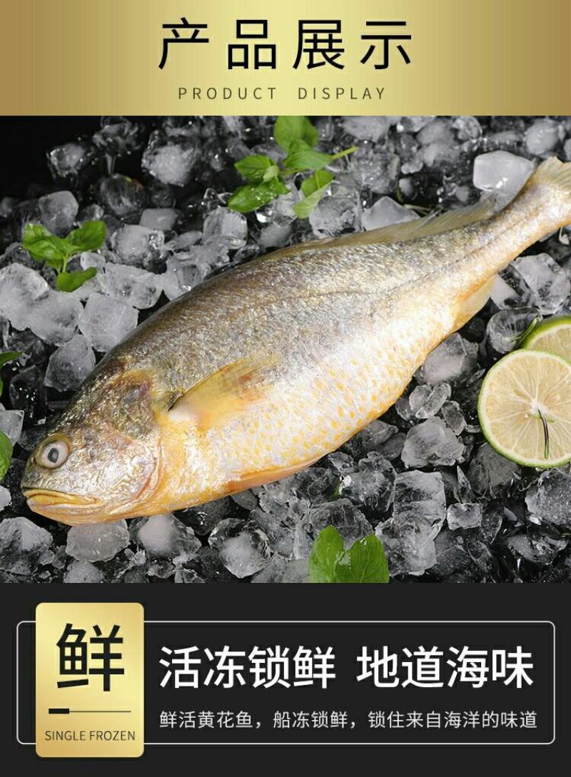 大黄花鱼，体大身胖，可试吃包邮，可批发一件包邮