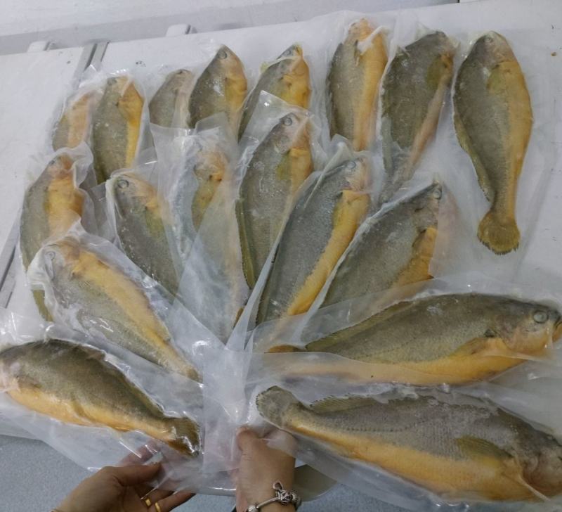 大黄花鱼，体大身胖，可试吃包邮，可批发一件包邮