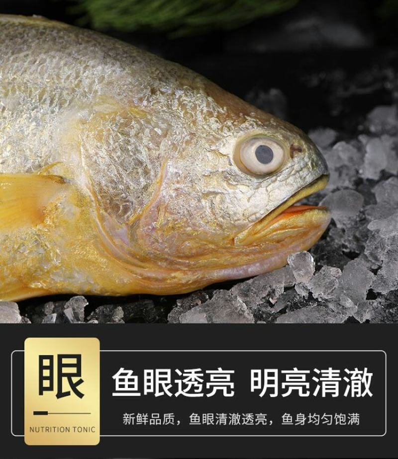 大黄花鱼，体大身胖，可试吃包邮，可批发一件包邮