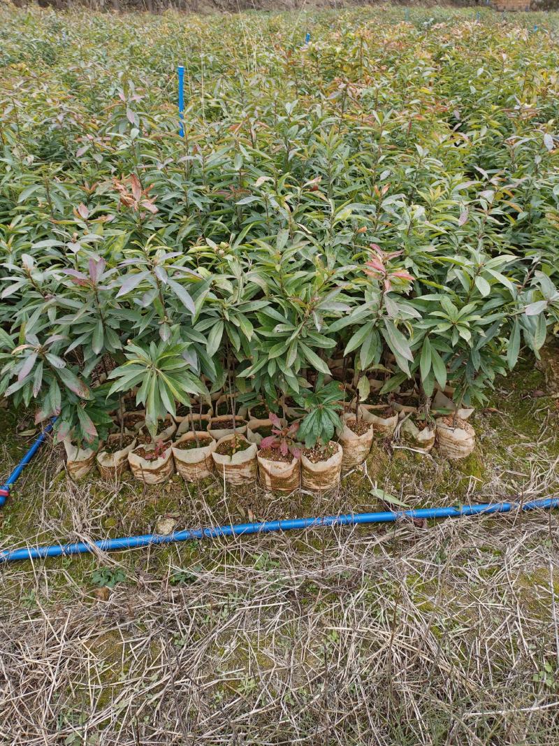 木荷苗