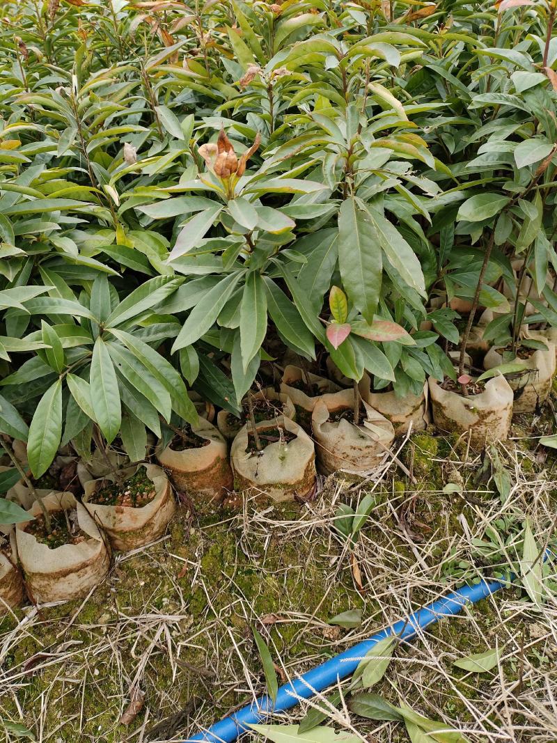 木荷苗
