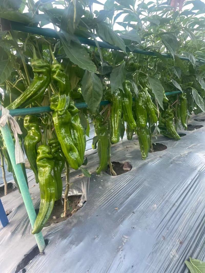 新苗螺丝椒，对接电商平台，销售各大市场，诚信经营保质保量