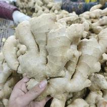 大黄姜，一手货源，质量有保证，产地直发