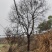 苗木