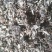 野生知了猴，爬叉，一元一个包邮，200只起