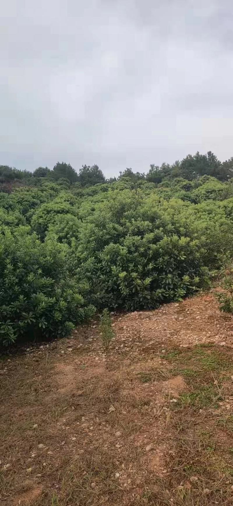 精品杨梅球
