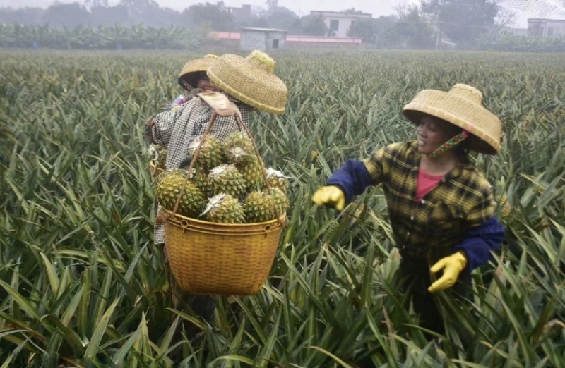 精选菠萝🍍（全国实力代发）电商果/市场货质量保证