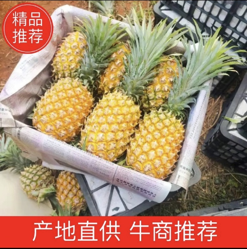 精选菠萝🍍（全国实力代发）电商果/市场货质量保证