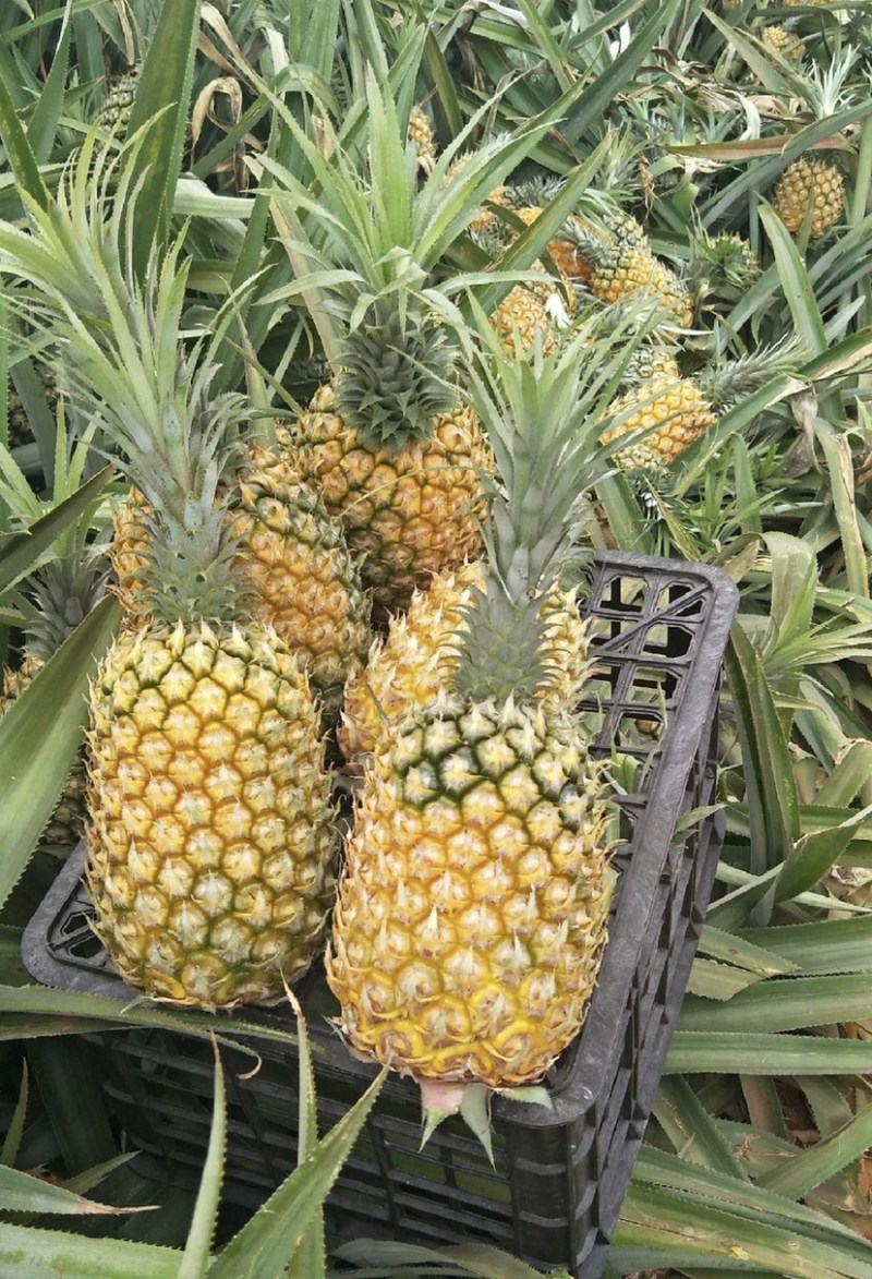 精选菠萝🍍（全国实力代发）电商果/市场货质量保证