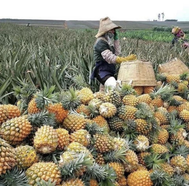 精选菠萝🍍（全国实力代发）电商果/市场货质量保证
