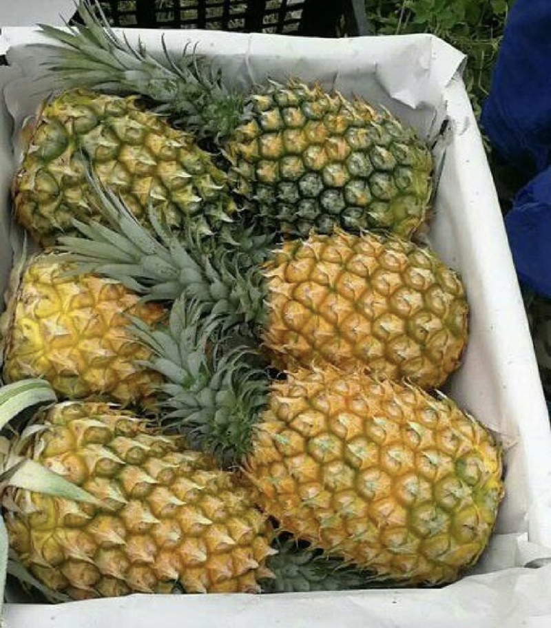 精选菠萝🍍（全国实力代发）电商果/市场货质量保证