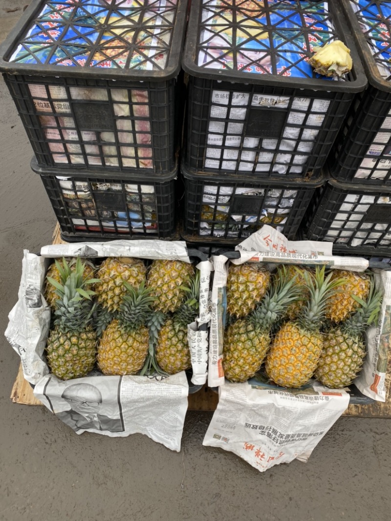 精选菠萝🍍（全国实力代发）电商果/市场货质量保证