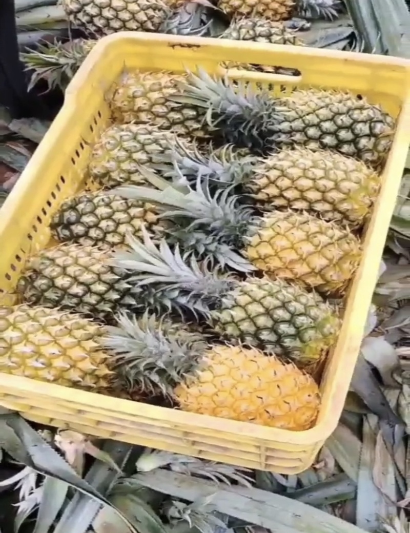 精选菠萝🍍（全国实力代发）电商果/市场货质量保证