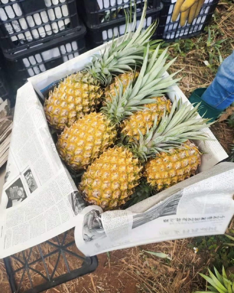 精选菠萝🍍（全国实力代发）电商果/市场货质量保证