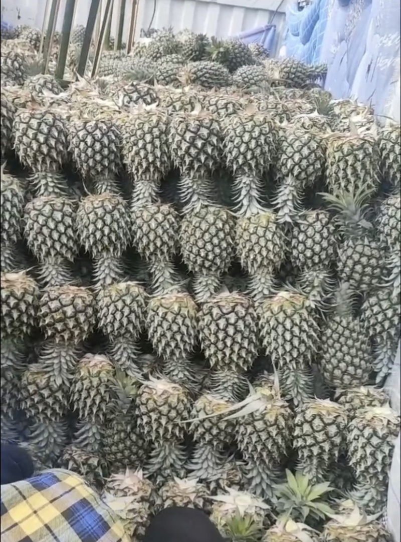 精选菠萝🍍（全国实力代发）电商果/市场货质量保证
