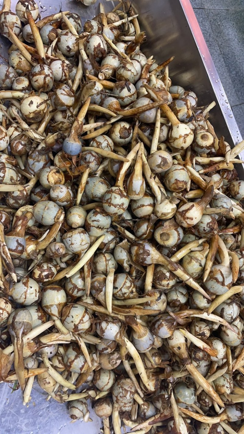 慈菇基地批发，价格便宜，价格便宜，价格便宜。价格便宜。