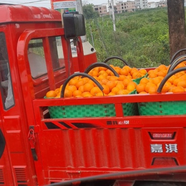 广西省南宁市武鸣沃柑