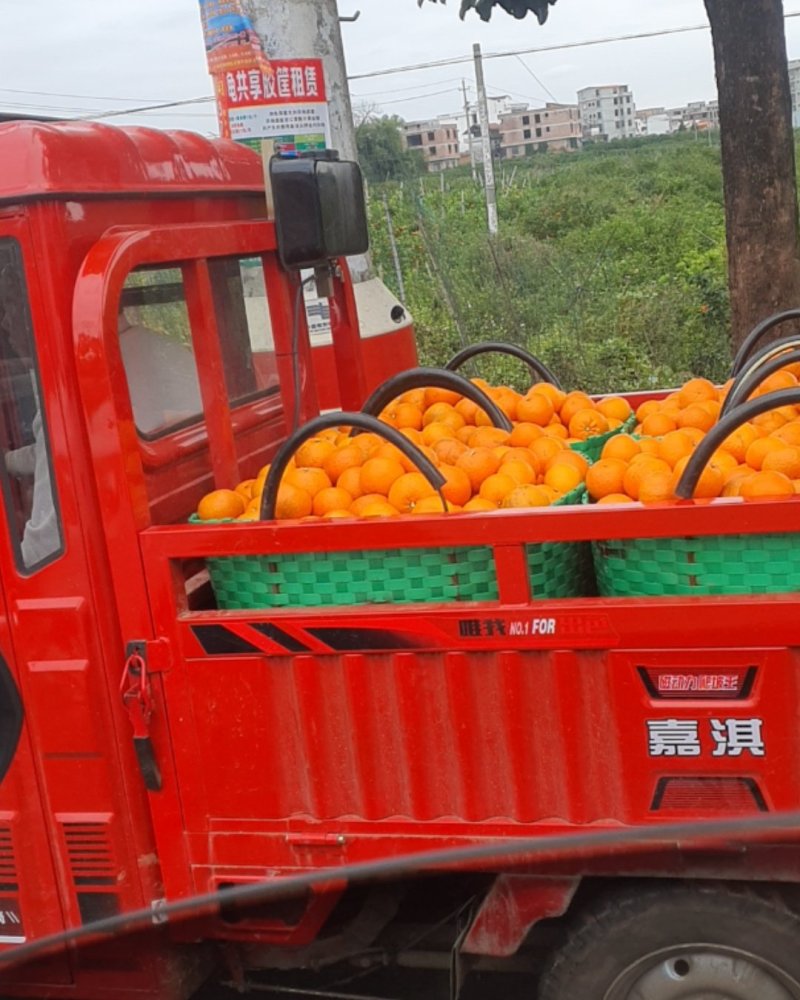 广西省南宁市武鸣沃柑