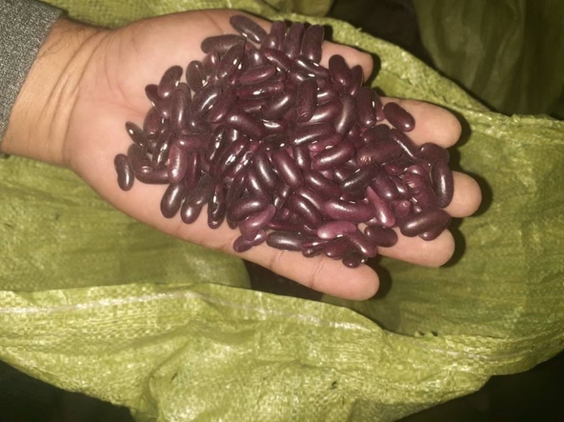 缅甸红腰豆