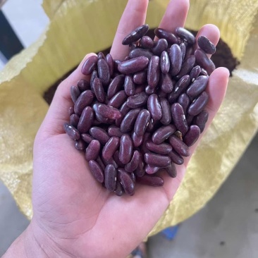 缅甸红腰豆