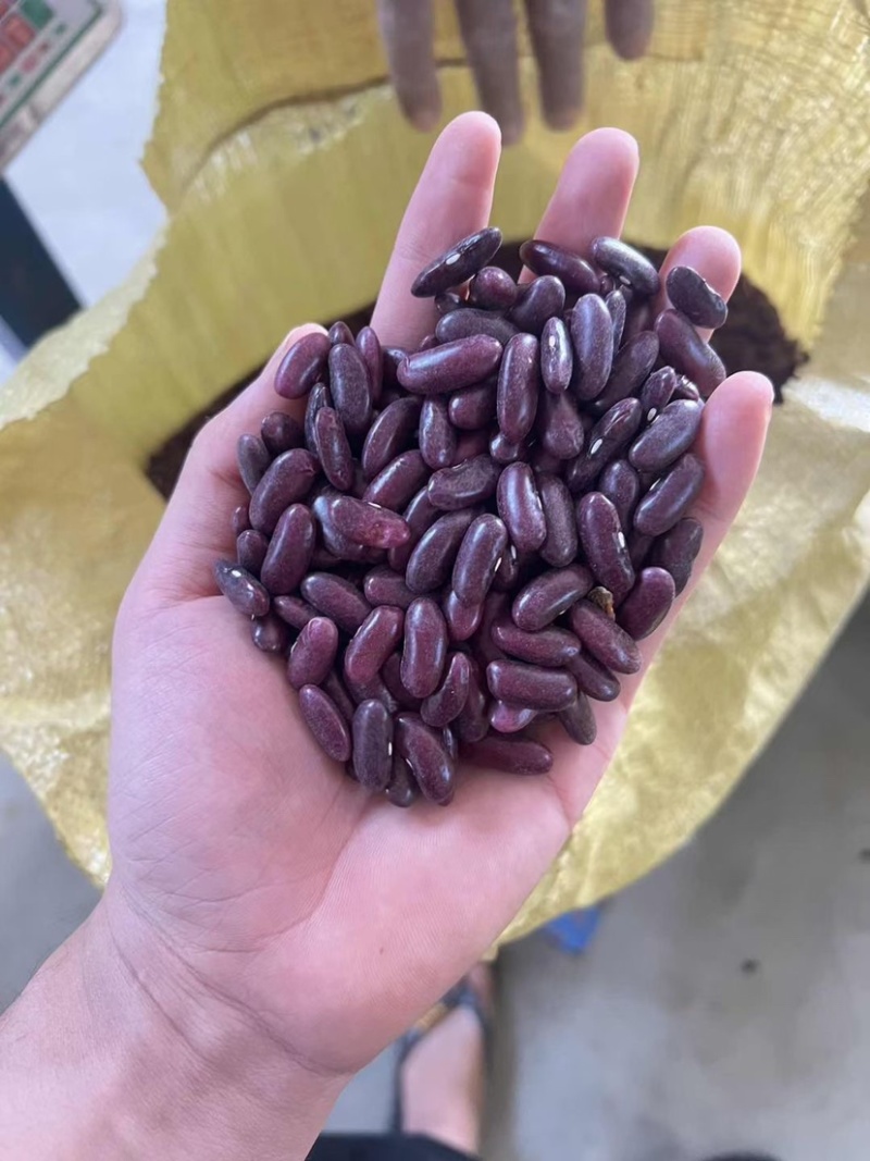 缅甸红腰豆