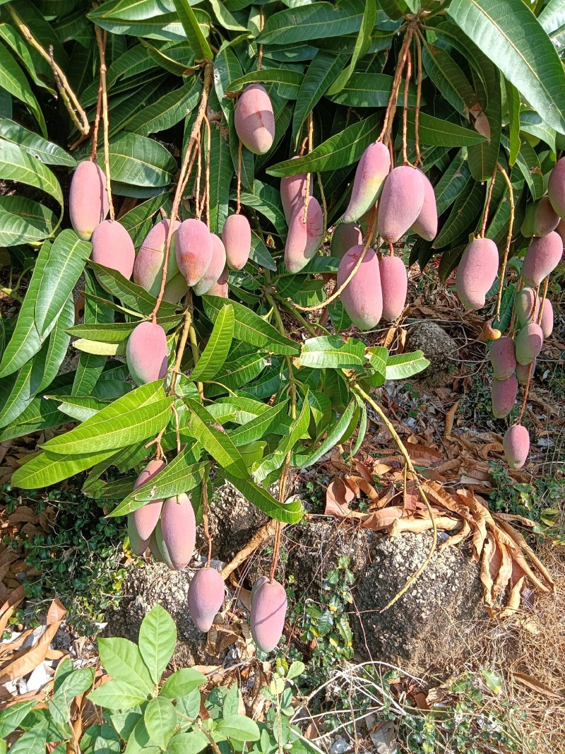 贵妃芒