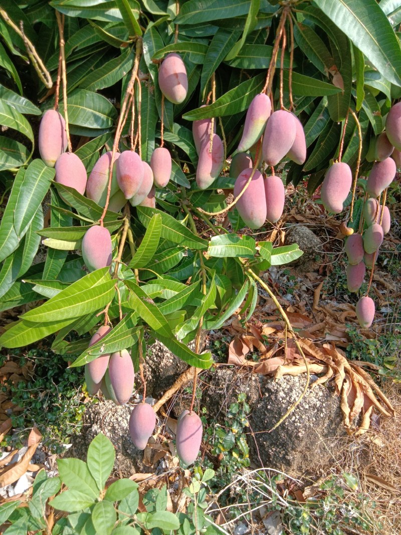 贵妃芒
