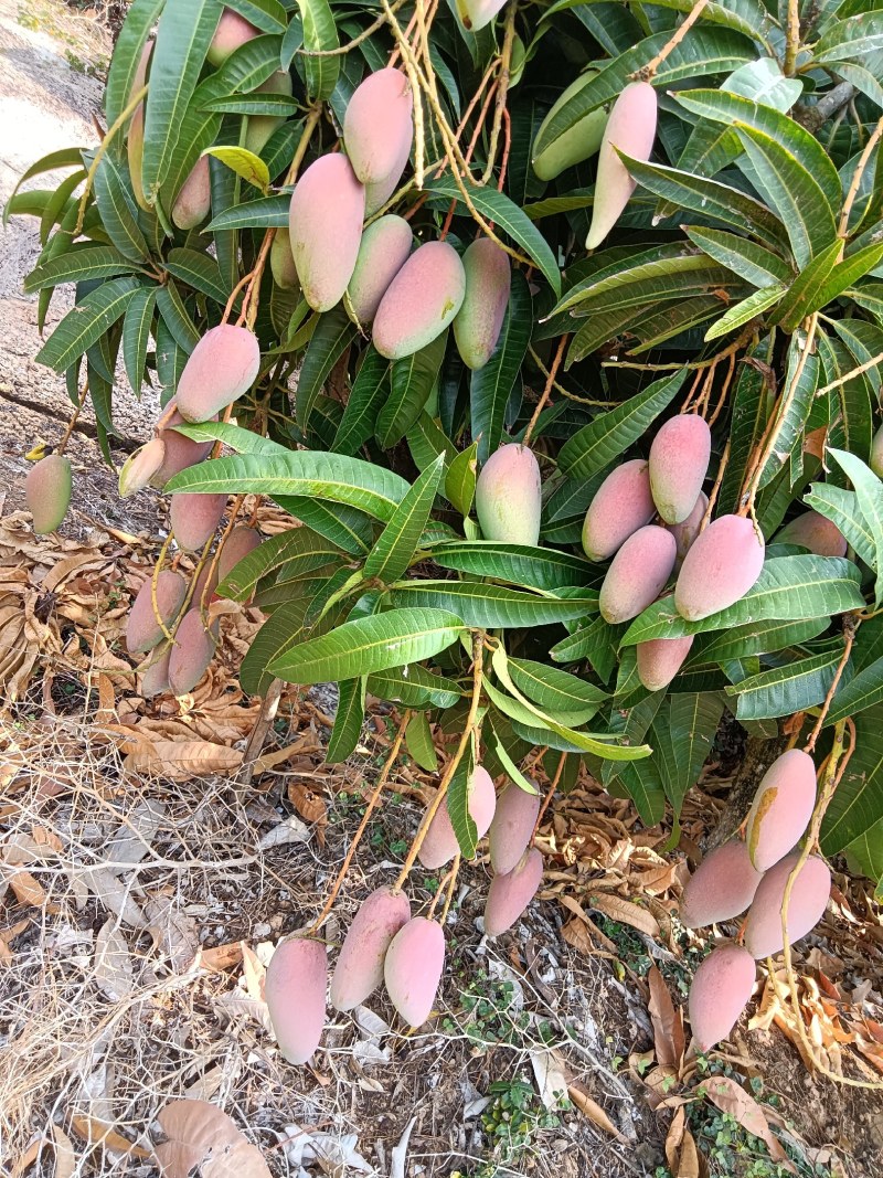 贵妃芒