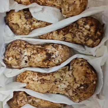 野生茸菌,源头产地,规格齐全,长年找合伙人。