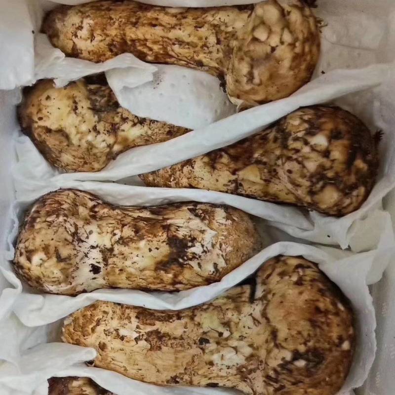 野生茸菌，源头产地，规格齐全，长年找合伙人。