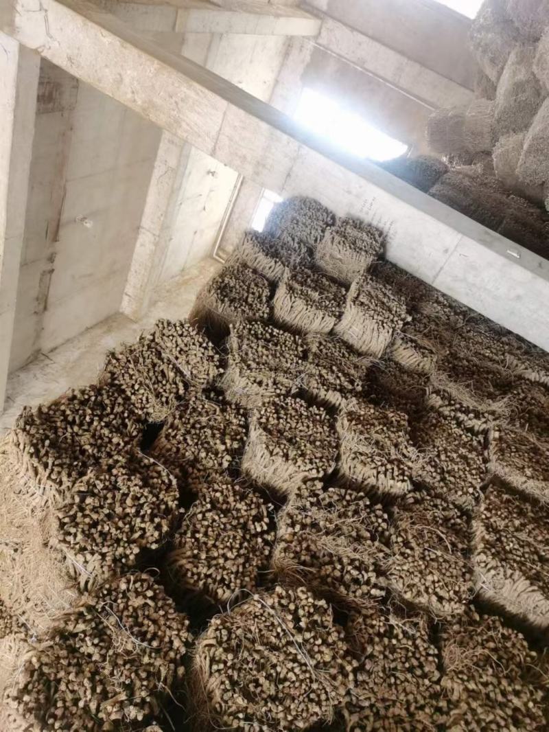 牛膝牛膝片牛膝产地直供川牛膝