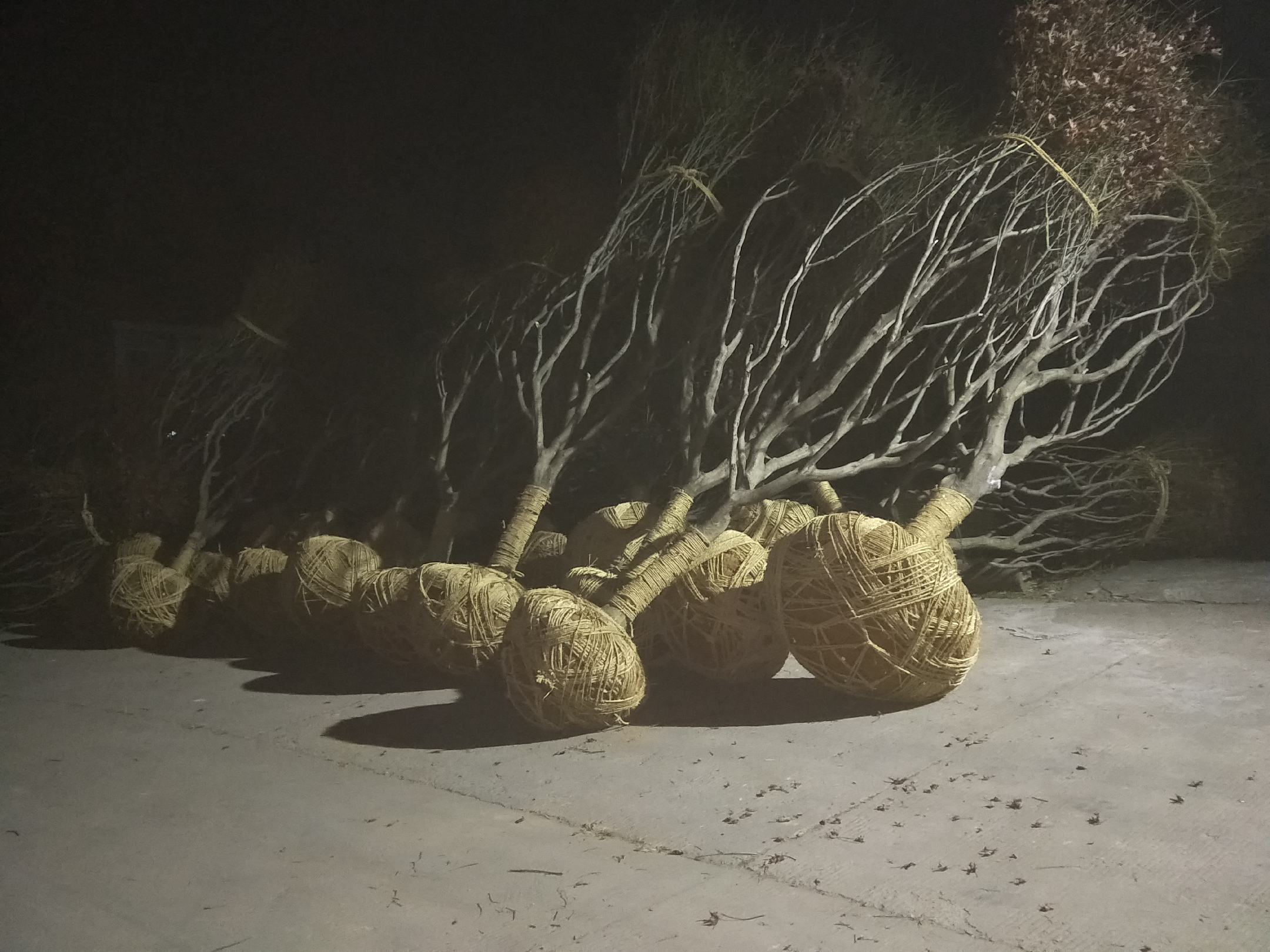 雏菊与其他野花组成的小花束