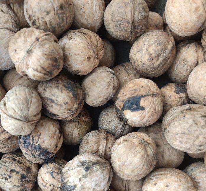 桃子果肉褐色斑点特写