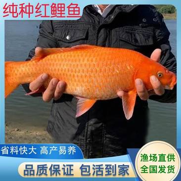 渔场直供纯种快大兴国红鲤鱼苗荷包红鲤鱼苗全国发货