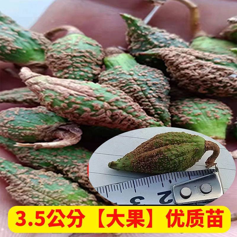 连翘苗一年连翘苗价格药用连翘苗