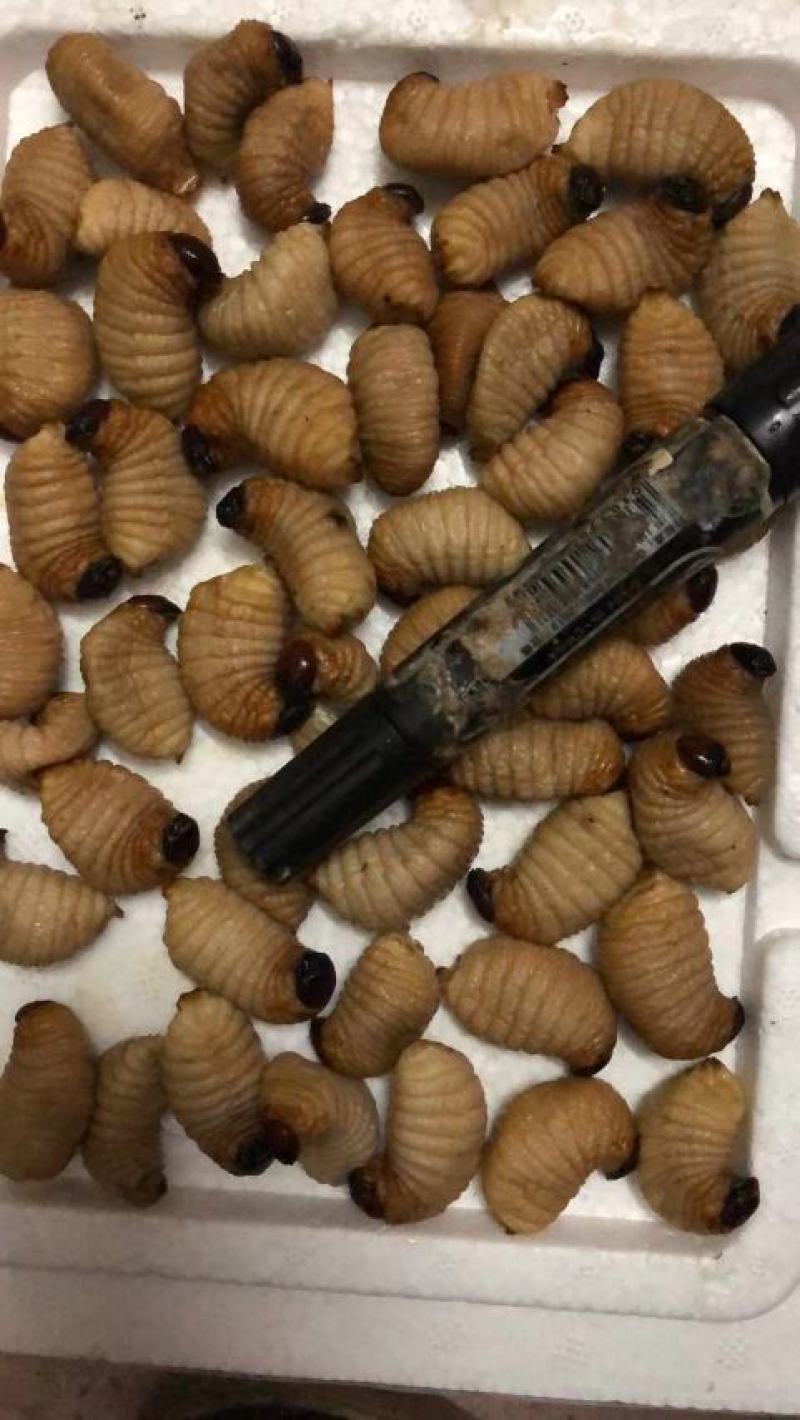 竹笋虫、大竹虫、椰子虫产地直销量大可以洽谈