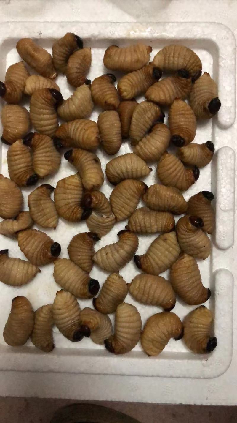 竹笋虫、大竹虫、椰子虫产地直销量大可以洽谈