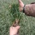 [精选]四川绵阳草坪草麦冬草地皮草坪产地直发