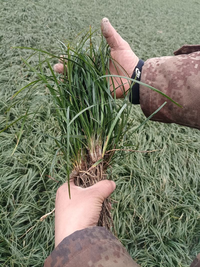 [精选]四川绵阳草坪草麦冬草地皮草坪产地直发
