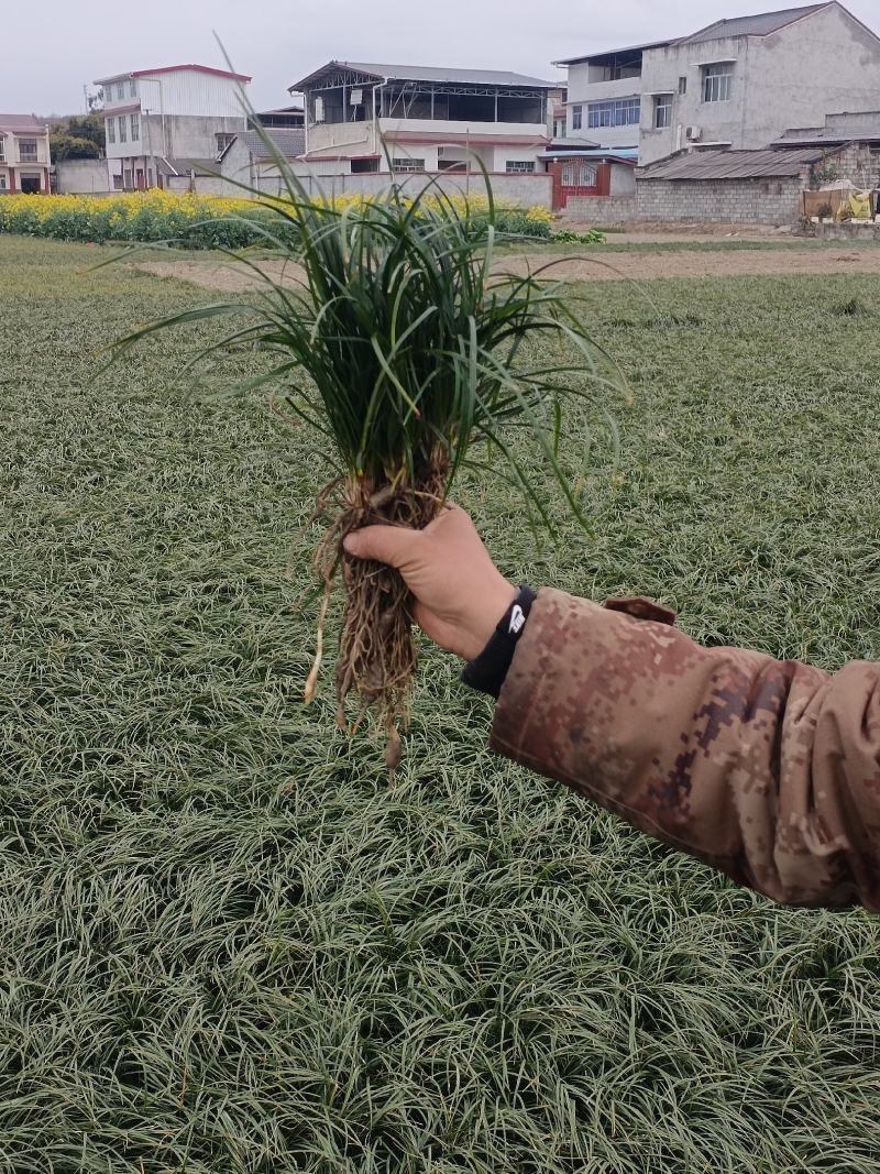 [精选]四川绵阳草坪草麦冬草地皮草坪产地直发