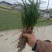 [精选]四川绵阳草坪草麦冬草地皮草坪产地直发