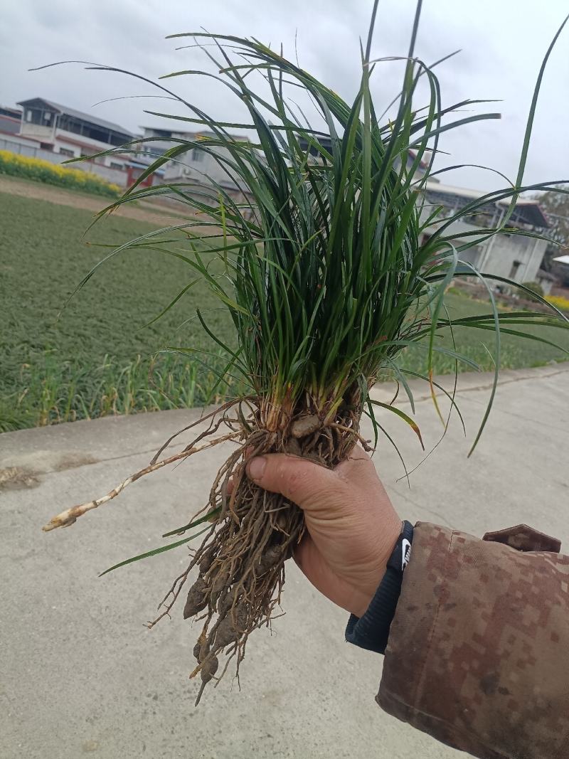 [精选]四川绵阳草坪草麦冬草地皮草坪产地直发