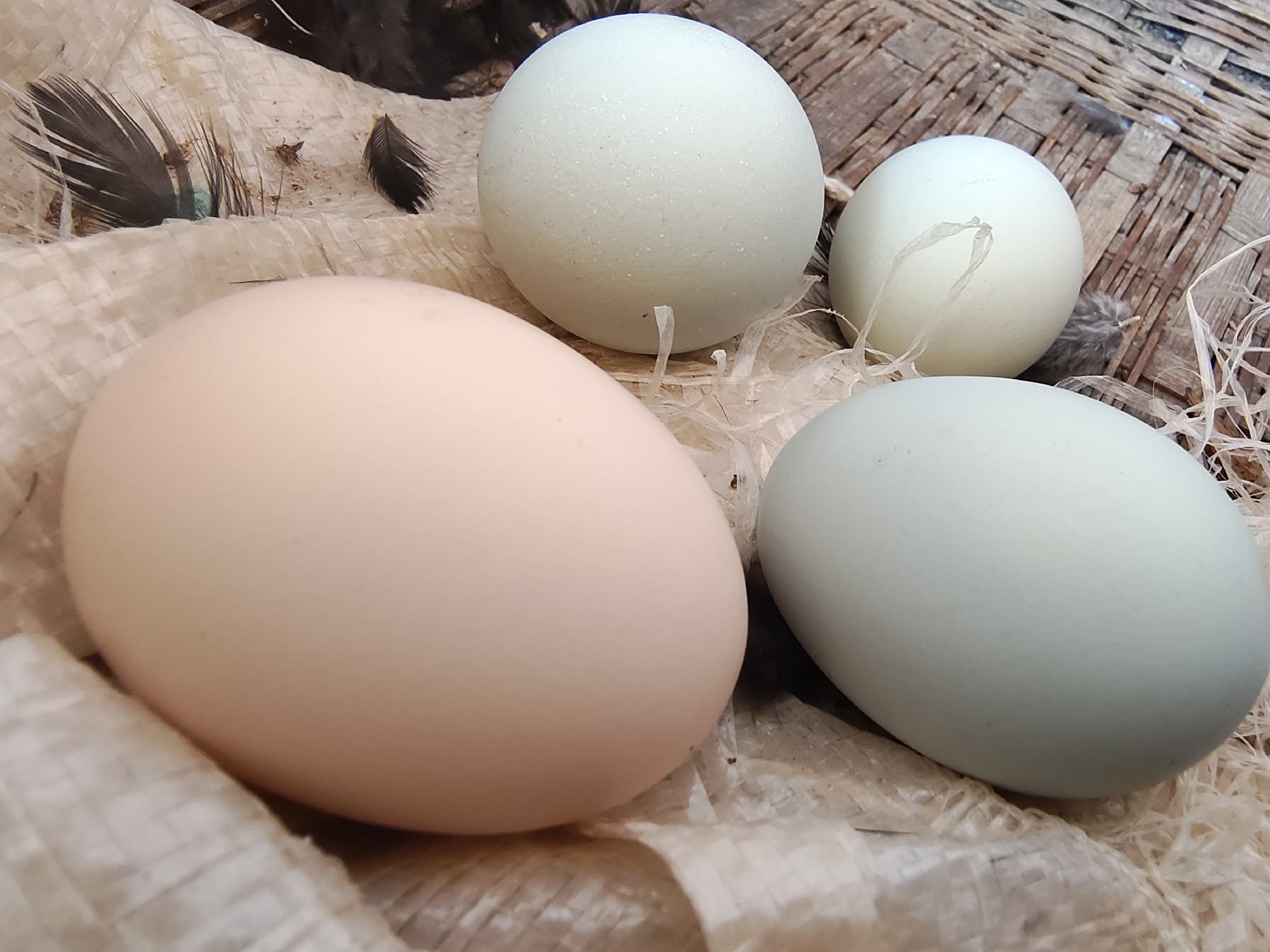 水煮鸡蛋不同尺寸对比图