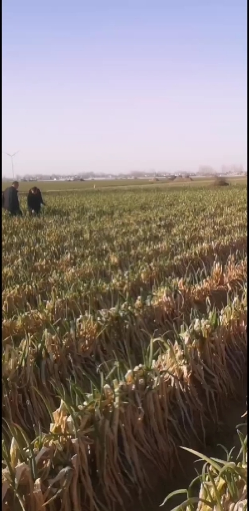 毛葱，净葱大量