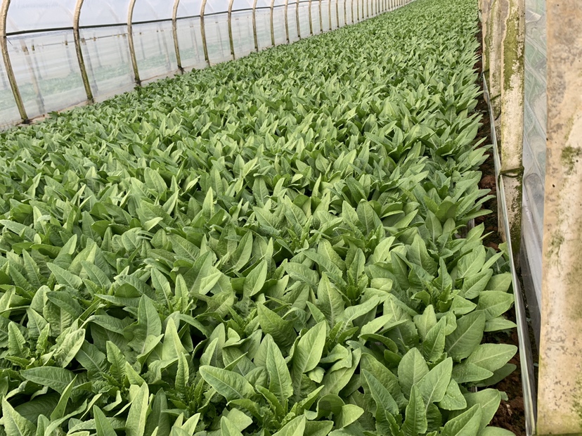 家庭阳台种植娃娃菜场景