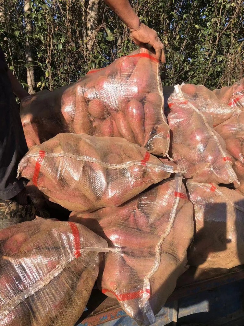 烟薯25:红薯批发山窖货，价格美丽一手货源充足发全国各地