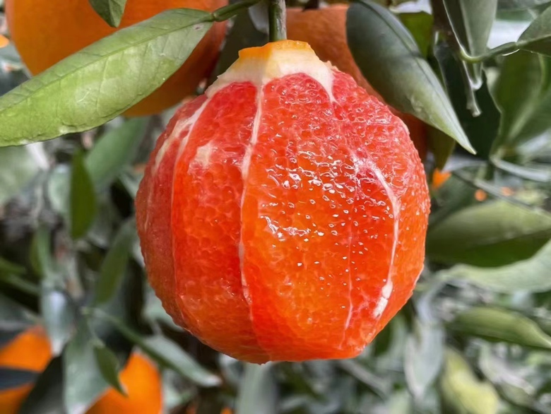 不同柑橘品种对比,突出血橙特有的红色果肉和饱满外形 血橙与其他柑橘品种对比图