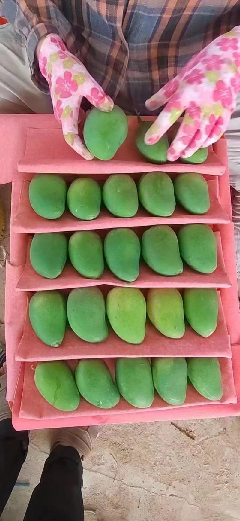 台农芒果，市场果，电商果，工厂加工果，欢迎大家咨询