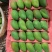 台农芒果，市场果，电商果，工厂加工果，欢迎大家咨询